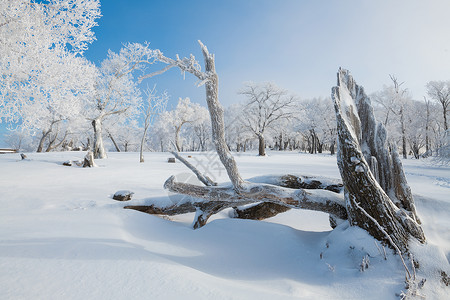 吉林冬天雪松风光图片