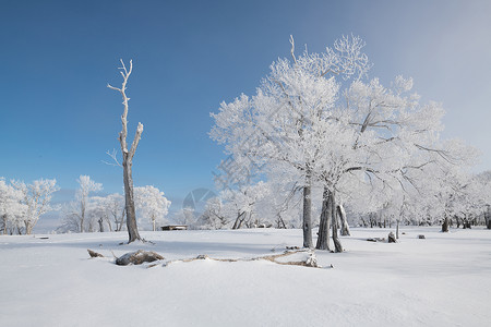 吉林冬天雪松风光高清图片