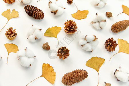 枫叶创意边框秋季落叶和棉花背景