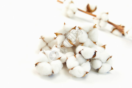 棉花温暖纺织纺织业保温植物高清图片