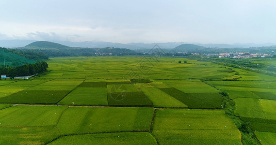 陕西汉中洋县水稻田背景