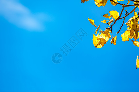 秋天的黄叶背景图片