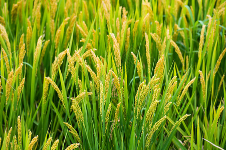 秋天的稻田耕种高清图片素材
