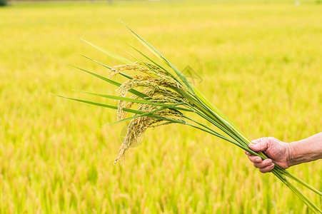 秋天农民手拿成熟的水稻稻田高清图片素材