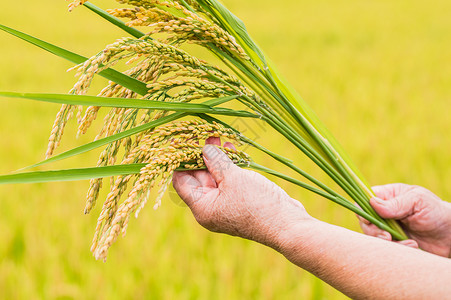 农民手拿水稻稻穗图片