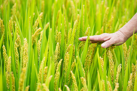 农民手触摸丰收的水稻图片