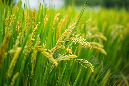 秋天茂密的稻田背景图片