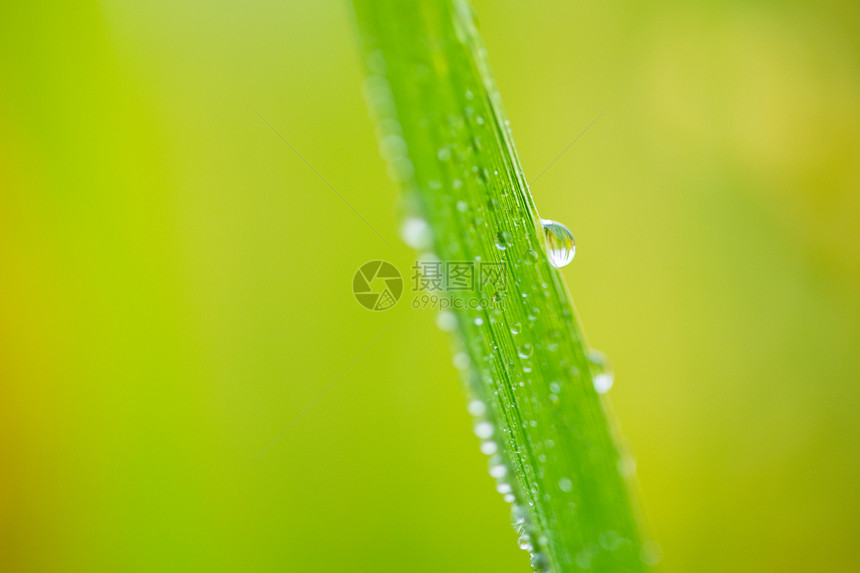 雨后水稻田树叶上的露珠图片