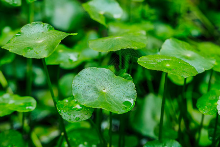 秋雨寒露时节绿色植物背景图高清图片