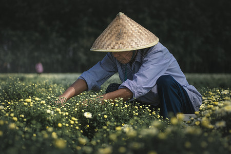 新型花卉农业劳动者图片