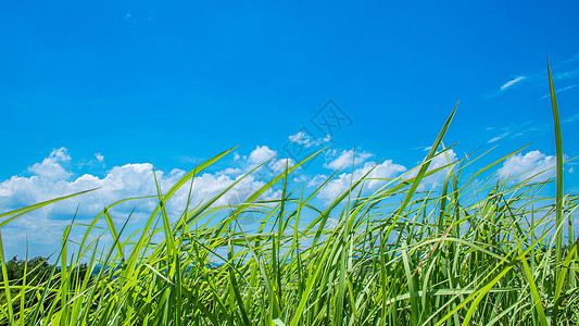 青草和蓝天图片
