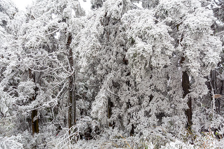 景雪花冬季雾淞景雪背景