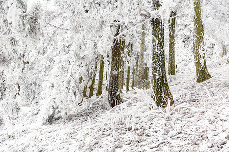 长白山地下森林长白山森林雪景背景