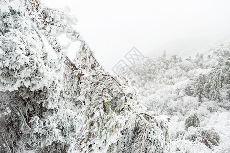 长白山地下森林冬天雪白的森林背景