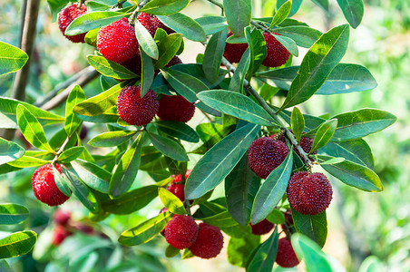 绿色和红色夏日水果成熟的新鲜杨梅背景