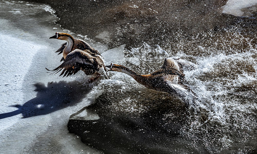 内蒙古冬季两只鹅戏水背景图片
