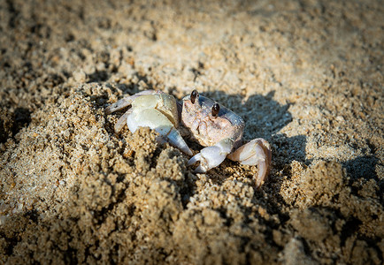 沙滩生物沙滩上的螃蟹背景