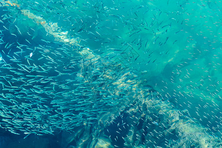 澄澈透明海南三亚大海中的鱼儿背景