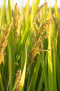 秋天的稻田和成熟的稻子图片