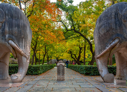 五彩树南京明孝陵石像路神道秋色背景