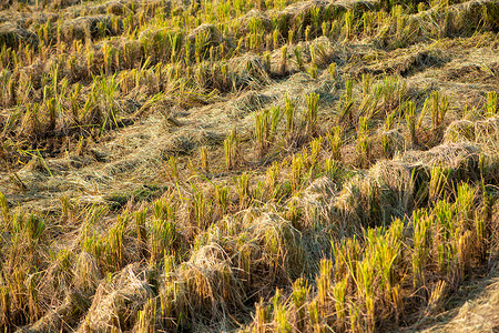 秋收的稻草背景图片