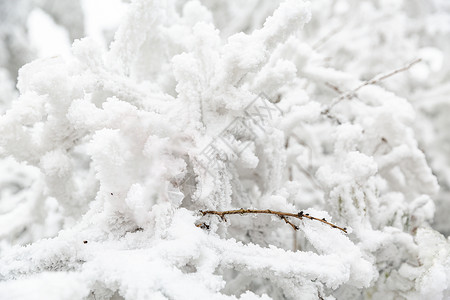 被雪压着的树枝被雪覆盖的树枝背景
