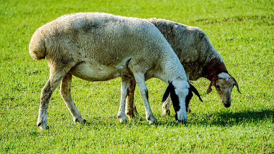 呼伦贝尔草原牧场养的绵羊成双成对背景