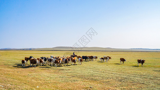 呼伦贝尔草原牧民牛群图片