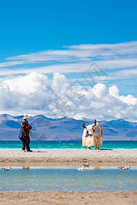 四神西藏牦牛背景