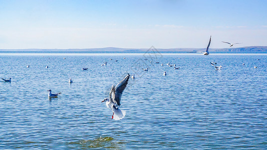 内蒙古呼伦湖飞鸟图片