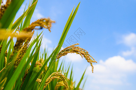 珍惜食物丰收的稻穗背景