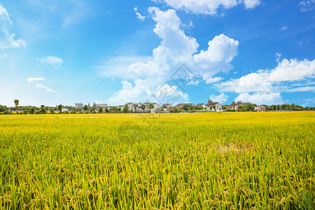 丰收的季节配图稻田背景