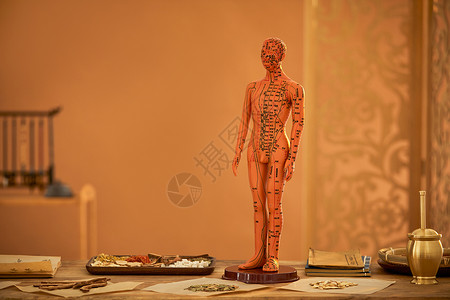 中草药人体模型背景背景图片