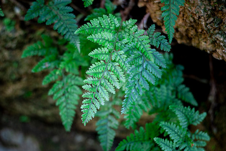 四季春天热带植物绿叶纹理背景