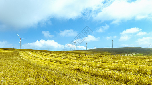 内蒙古凉城县秋季莜麦熟了背景