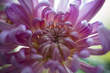 秋天的菊花特写背景图片