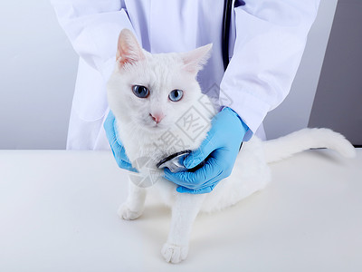 宠物医疗猫咪听诊图片