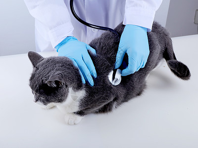 健康检查背景宠物医疗猫咪听诊背景