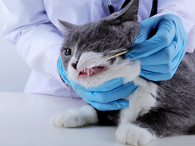 宠物医疗猫咪牙齿清洁图片
