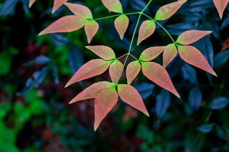 秋天的南天竹树叶高清图片