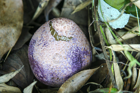 竹荪蛋背景图片