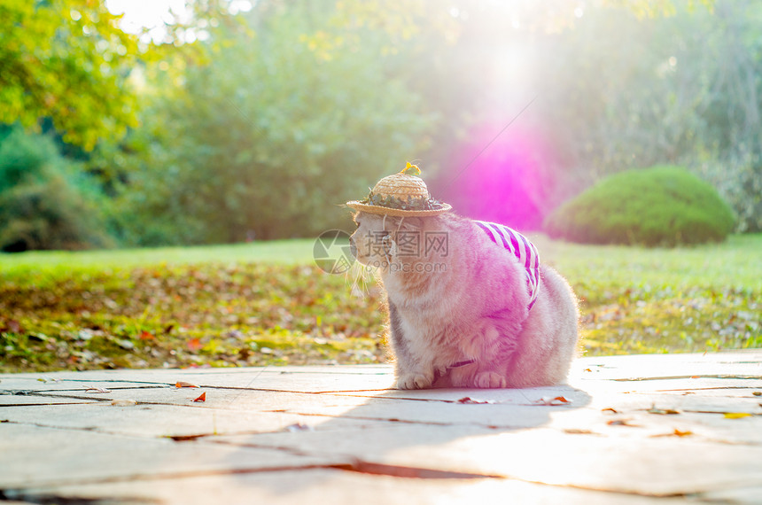 可爱英短猫咪图片