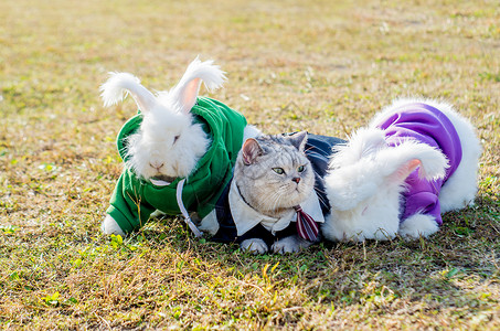 可爱英短猫咪与安哥拉兔高清图片