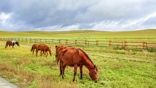 内蒙古草原马群图片
