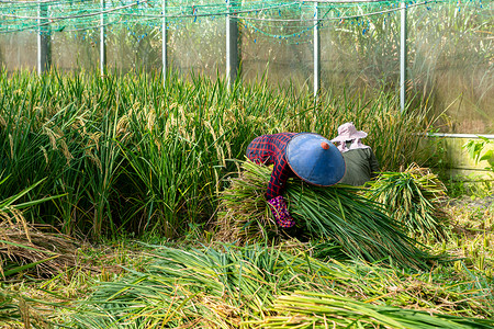 田间收割水稻的农民背影背景图片
