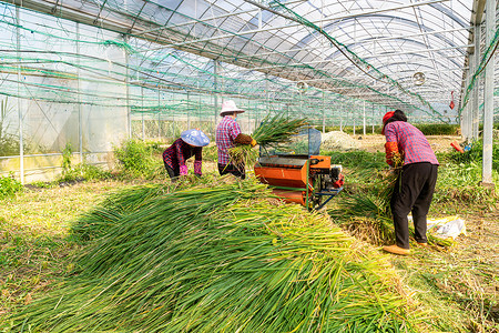 田间收割水稻的农民背影高清图片