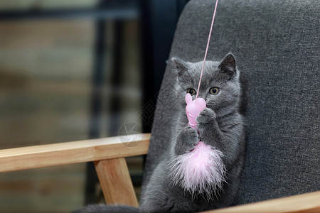 英国短毛猫玩具品种高清图片