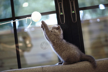 英国短毛猫可爱温顺高清图片