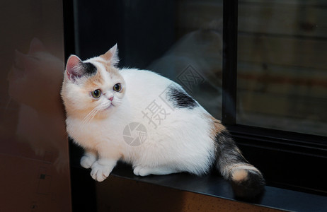 短毛波斯猫哺乳宠物高清图片