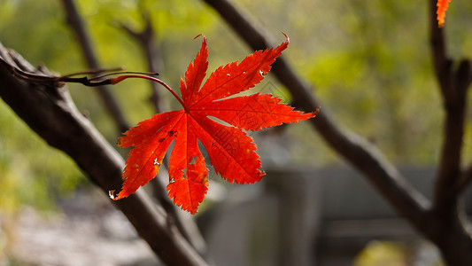 秋季自然风光红叶背景图片